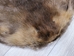Extra-Wide Beaver Skin: #1: Large: Gallery Item - 50-1-L-G3182 (Y1E)