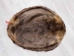 Extra-Wide Beaver Skin: #1: Large: Gallery Item - 50-1-L-G3182 (Y1LRL)