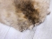 Extra-Wide Beaver Skin: #1: Large: Gallery Item - 50-1-L-G3183 (Y1LRL)