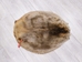 Extra-Wide Beaver Skin: #1: Large: Gallery Item - 50-1-L-G3183 (Y1E)