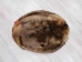 Extra-Wide Beaver Skin: #1: Large: Gallery Item - 50-1-L-G3184 (Y1LRL)