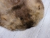 Extra-Wide Beaver Skin: #1: Large: Gallery Item - 50-1-L-G3185 (Y1LRL)