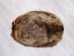 Extra-Wide Beaver Skin: #1: Large: Gallery Item - 50-1-L-G3185 (Y1LRL)