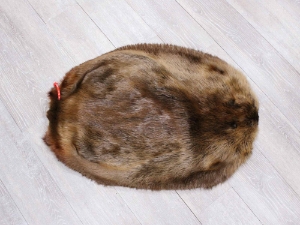Extra-Wide Beaver Skin: #1: Large: Gallery Item extra wide beaver skins