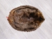 Extra-Wide Beaver Skin: #1: Large: Gallery Item - 50-1-L-G3186 (Y1LRL)