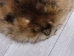 Extra-Wide Beaver Skin: #1: Large: Gallery Item - 50-1-L-G3188 (Y1LRL)