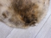 Extra-Wide Beaver Skin: #1: Large: Gallery Item - 50-1-L-G3189 (Y1LRL)