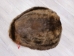Extra-Wide Beaver Skin: #1: Large: Gallery Item - 50-1-L-G3190 (Y1LRL)