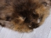Extra-Wide Beaver Skin: #1: Large: Gallery Item - 50-1-L-G3191 (Y1LRL)