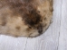 Extra-Wide Beaver Skin: #1: Large: Gallery Item - 50-1-L-G3192 (Y1LRL)
