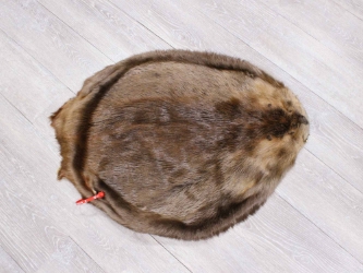 Extra-Wide Beaver Skin: #1: Large: Gallery Item extra wide beaver skins