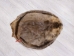 Extra-Wide Beaver Skin: #1: Large: Gallery Item - 50-1-L-G3192 (Y1LRL)