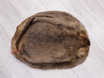 Extra-Wide Beaver Skin: #1: Large: Gallery Item extra wide beaver skins
