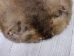Extra-Wide Beaver Skin: #1: Large: Gallery Item - 50-1-L-G3194 (Y1LRL)