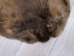 Extra-Wide Beaver Skin: #1: Large: Gallery Item - 50-1-L-G3195 (Y1LRL)