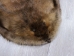 Extra-Wide Beaver Skin: #1: Large: Gallery Item - 50-1-L-G3196 (Y1LRL)
