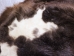 Extra-Wide Beaver Skin: #1: Large: Gallery Item - 50-1-L-G3197 (Y1LRL)