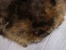 Extra-Wide Beaver Skin: #1: Large: Gallery Item - 50-1-L-G3197 (Y1LRL)
