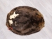 Extra-Wide Beaver Skin: #1: Large: Gallery Item - 50-1-L-G3197 (Y1LRL)