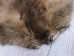 Beaver Skin: #1: Large Medium: Gallery Item - 50-1-LM-G3181 (Y1L)