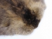 Beaver Skin: #1: Medium: Gallery Item - 50-1-M-G3233 (Y1LRL)