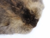 Beaver Skin: #1: Medium: Gallery Item - 50-1-M-G3233 (Y1E)