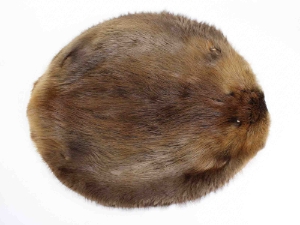 Beaver Skin: #1: Medium: Gallery Item beaver skins
