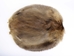 Beaver Skin: #1: Medium: Gallery Item - 50-1-M-G3235 (Y1E)