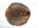 Beaver Skin: #1: Medium: Gallery Item - 50-1-M-G3236 (Y1LRL)