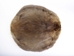 Beaver Skin: #1: Medium: Gallery Item - 50-1-M-G3236 (Y1E)