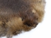 Beaver Skin: #1: Medium: Gallery Item - 50-1-M-G3237 (Y1E)