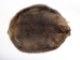 Beaver Skin: #1: Medium: Gallery Item - 50-1-M-G3238 (Y1E)