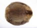 Beaver Skin: #1: Medium: Gallery Item - 50-1-M-G3239 (Y1FRF)