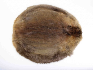 Beaver Skin: #1: Medium: Gallery Item beaver skins