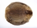 Beaver Skin: #1: Medium: Gallery Item - 50-1-M-G3239 (Y3L)