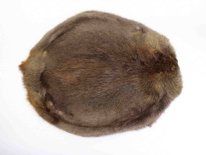 Beaver Skin: #1: Medium: Gallery Item beaver skins