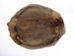 Beaver Skin: #1: Medium: Gallery Item - 50-1-M-G3241 (Y1E)