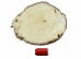 Beaver Skin: #1: Medium: Gallery Item - 50-1-M-G3242 (Y1L)