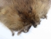 Beaver Skin: #1: Medium: Gallery Item - 50-1-M-G3243 (Y1L)