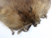 Beaver Skin: #1: Medium: Gallery Item - 50-1-M-G3243 (Y1E)
