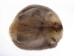 Beaver Skin: #1: Medium: Gallery Item - 50-1-M-G3244 (Y1L)