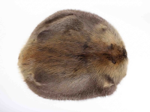 Beaver Skin: #1: Medium: Gallery Item beaver skins