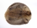 Beaver Skin: #1: Medium: Gallery Item - 50-1-M-G3244 (Y1E)