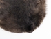 Beaver Skin: #1: Medium: Gallery Item - 50-1-M-G3245 (Y1E)