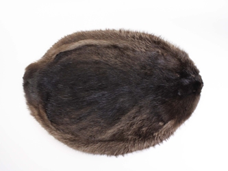 Beaver Skin: #1: Medium: Gallery Item beaver skins