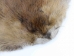 Beaver Skin: #1: Medium: Gallery Item - 50-1-M-G3248 (Y1LRL)