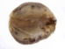 Beaver Skin: #1: Medium: Gallery Item - 50-1-M-G3248 (Y1LRL)