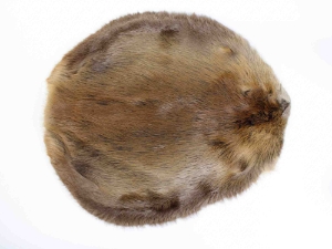 Beaver Skin: #1: Medium: Gallery Item beaver skins