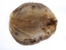Beaver Skin: #1: Medium: Gallery Item - 50-1-M-G3248 (Y1E)
