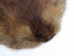 Beaver Skin: #1: Medium: Gallery Item - 50-1-M-G3249 (Y1LRL)